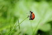 COCCINELLA