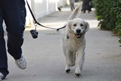 Cane.a.passeggio w.jpg